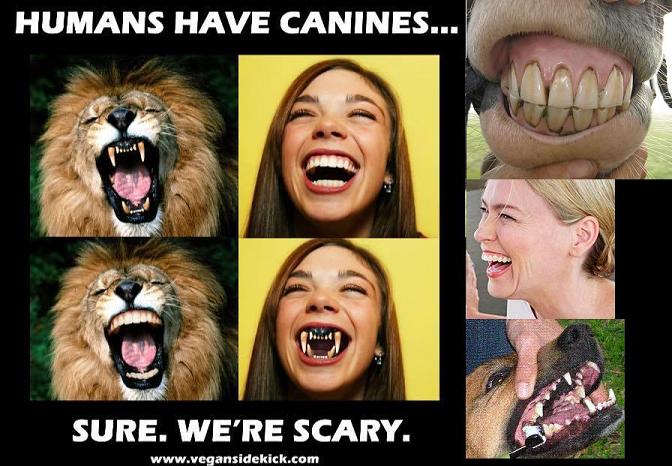 Human K9 Lion Dog
