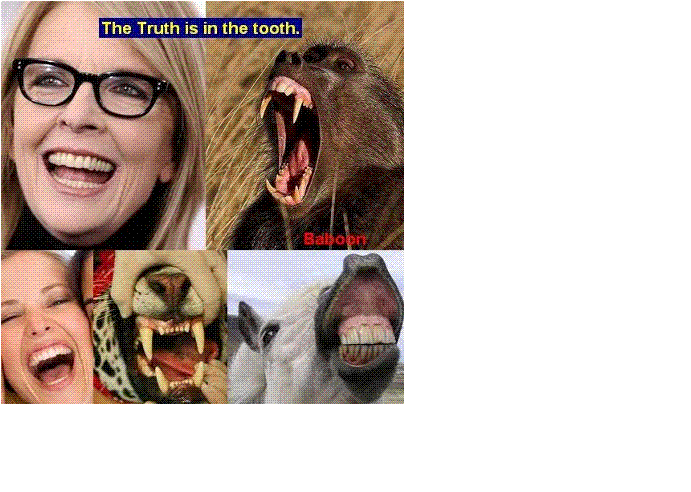 Herbivore Teeth